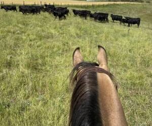 Emotional Maturity: Learning to Handle Cattle