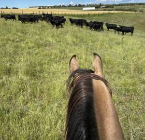 Emotional Maturity: Learning to Handle Cattle